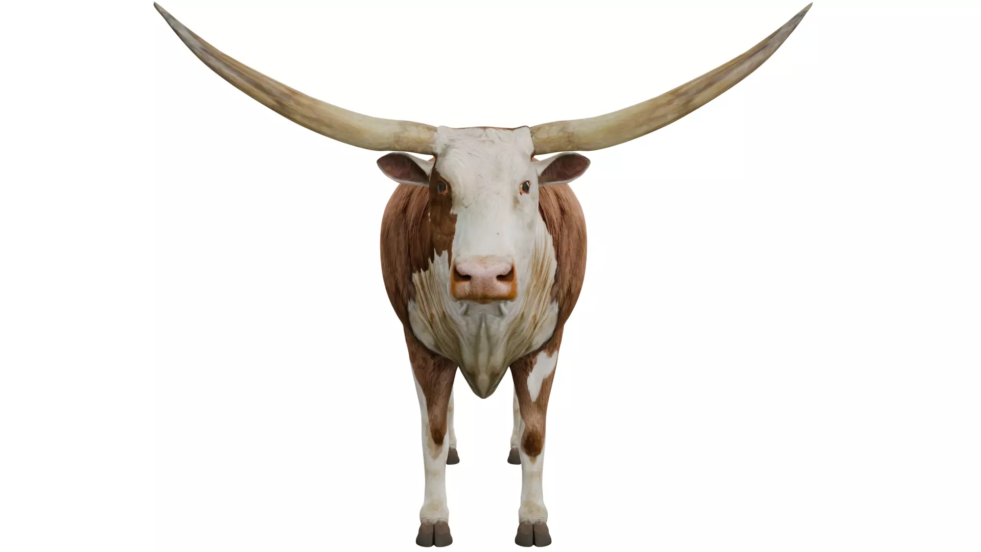 Texas Longhorn 3D model_7