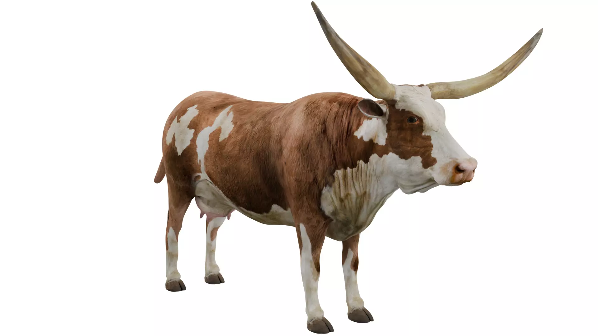 Texas Longhorn 3D model_6