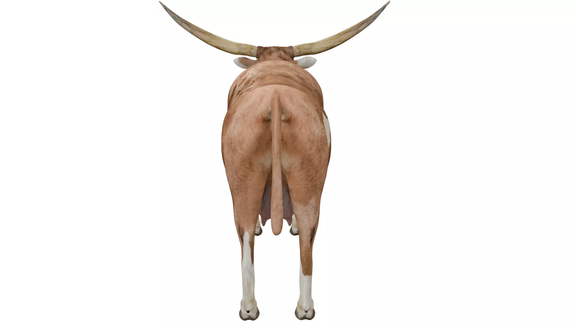 Texas Longhorn 3D model_3