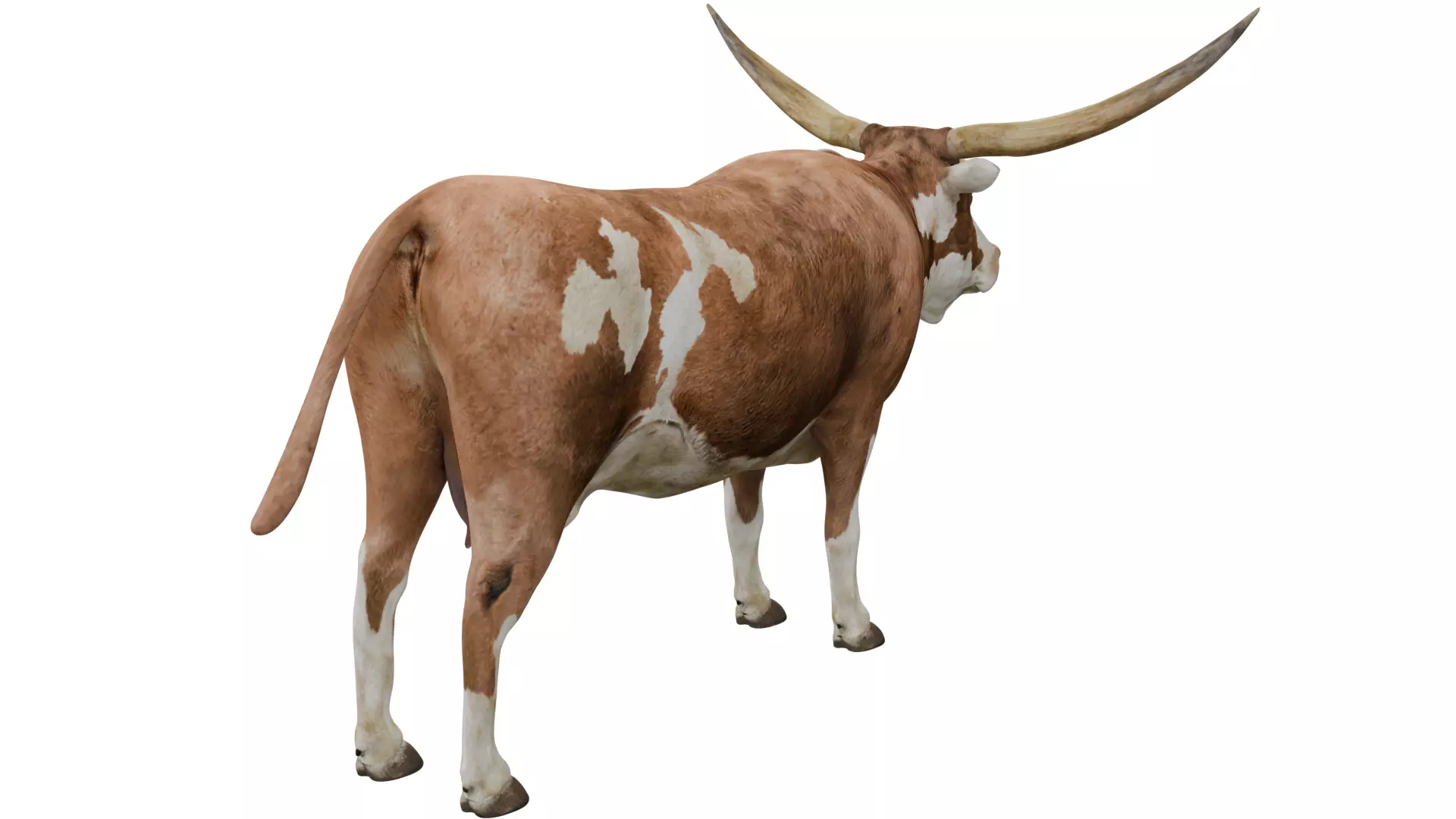Texas Longhorn 3D model_4