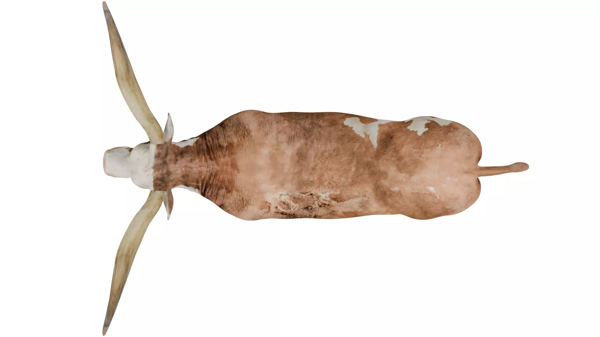 Texas Longhorn 3D model_8