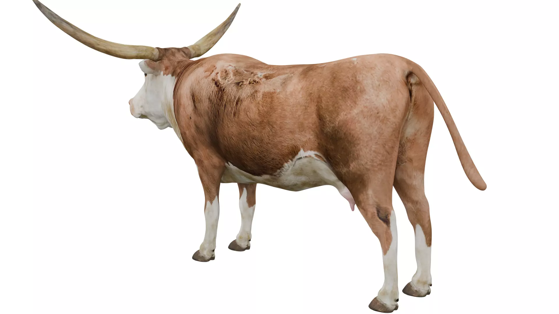 Texas Longhorn 3D model_2