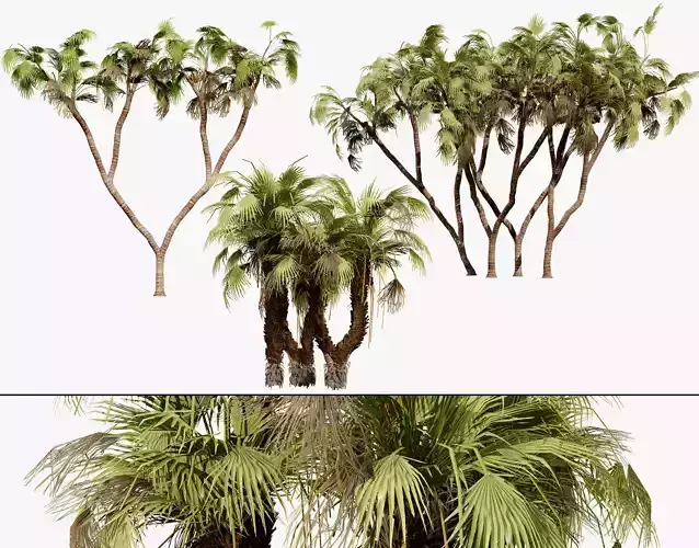 South African Doum Palm 3D Model Pack Low-poly 3D model