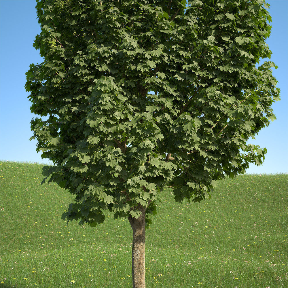 Acer platanoides columnare 201SU 3D model_2