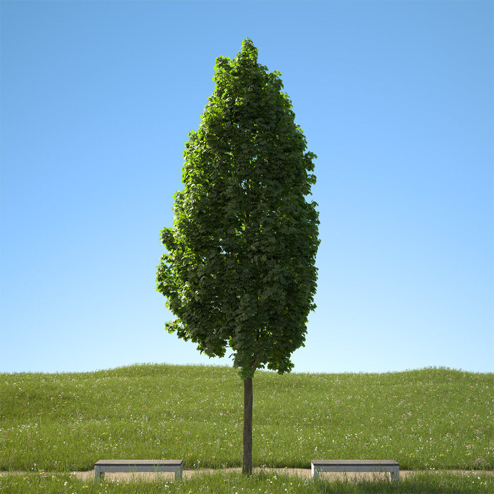 Acer platanoides columnare 201SU 3D model_1