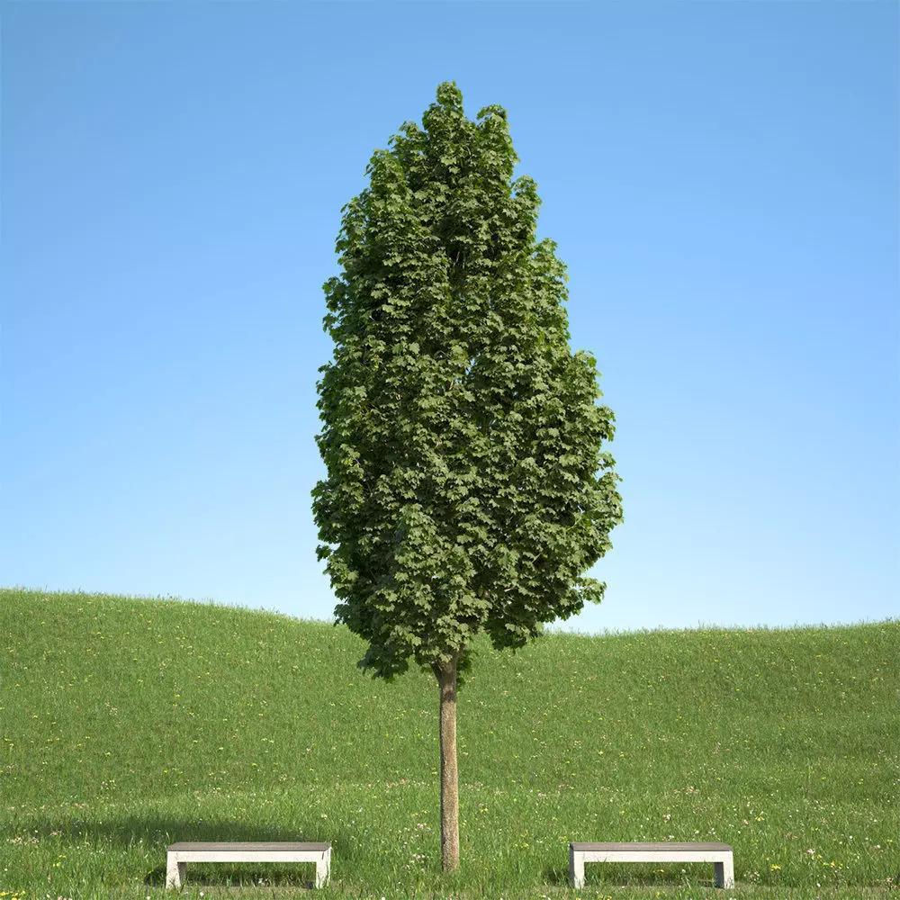 Acer platanoides columnare 201SU 3D model_0