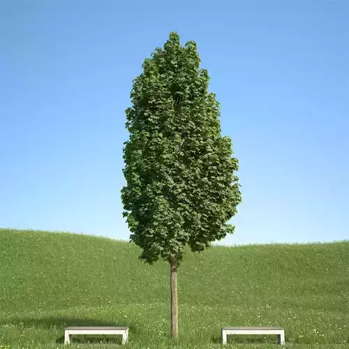 Acer platanoides columnare 201SU