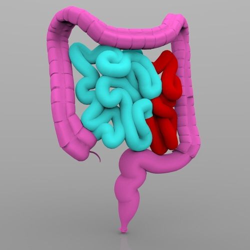 Intestines Male 3D model