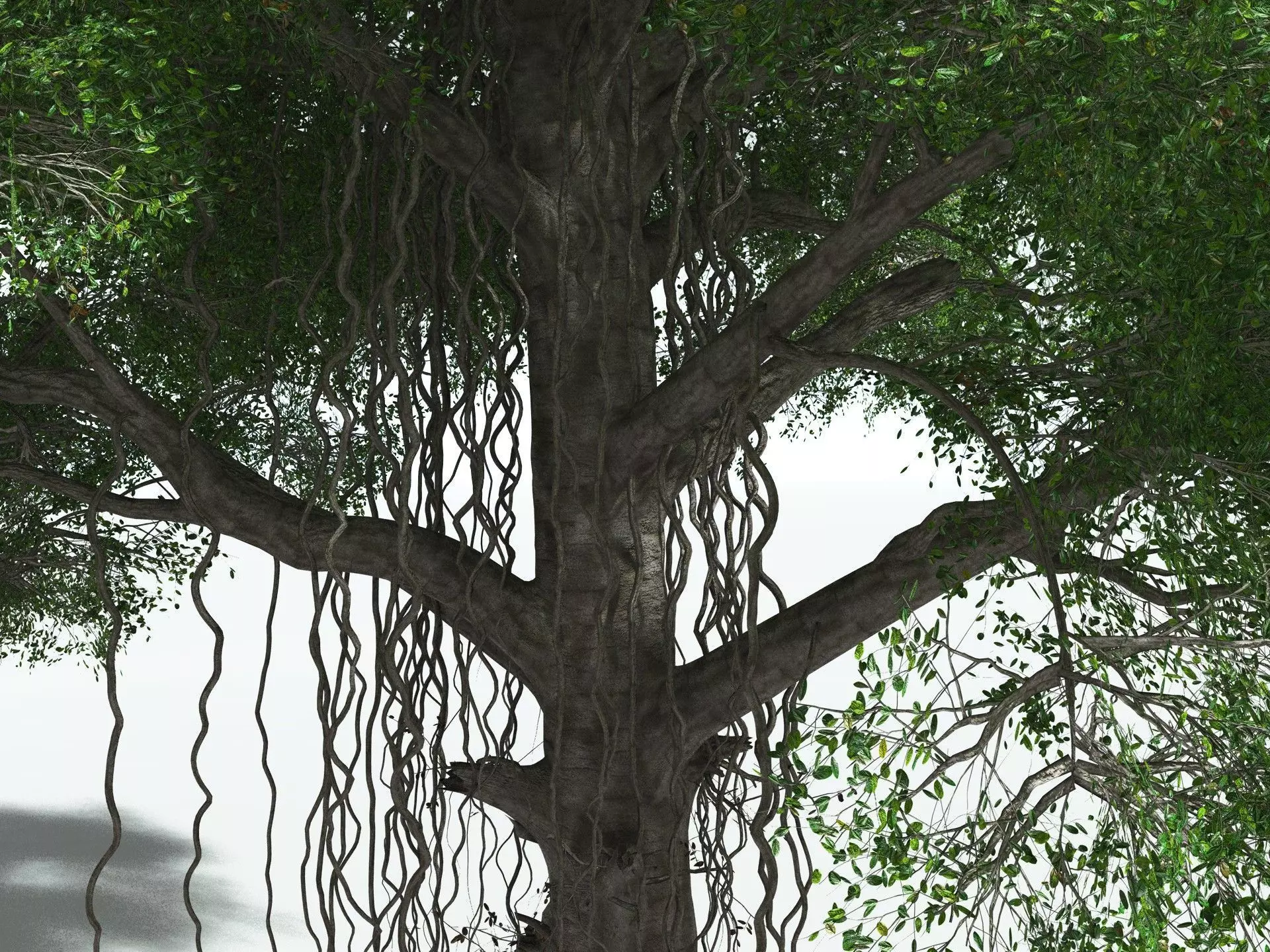 EVERYPlant Indian Rubber Tree 3D model_3