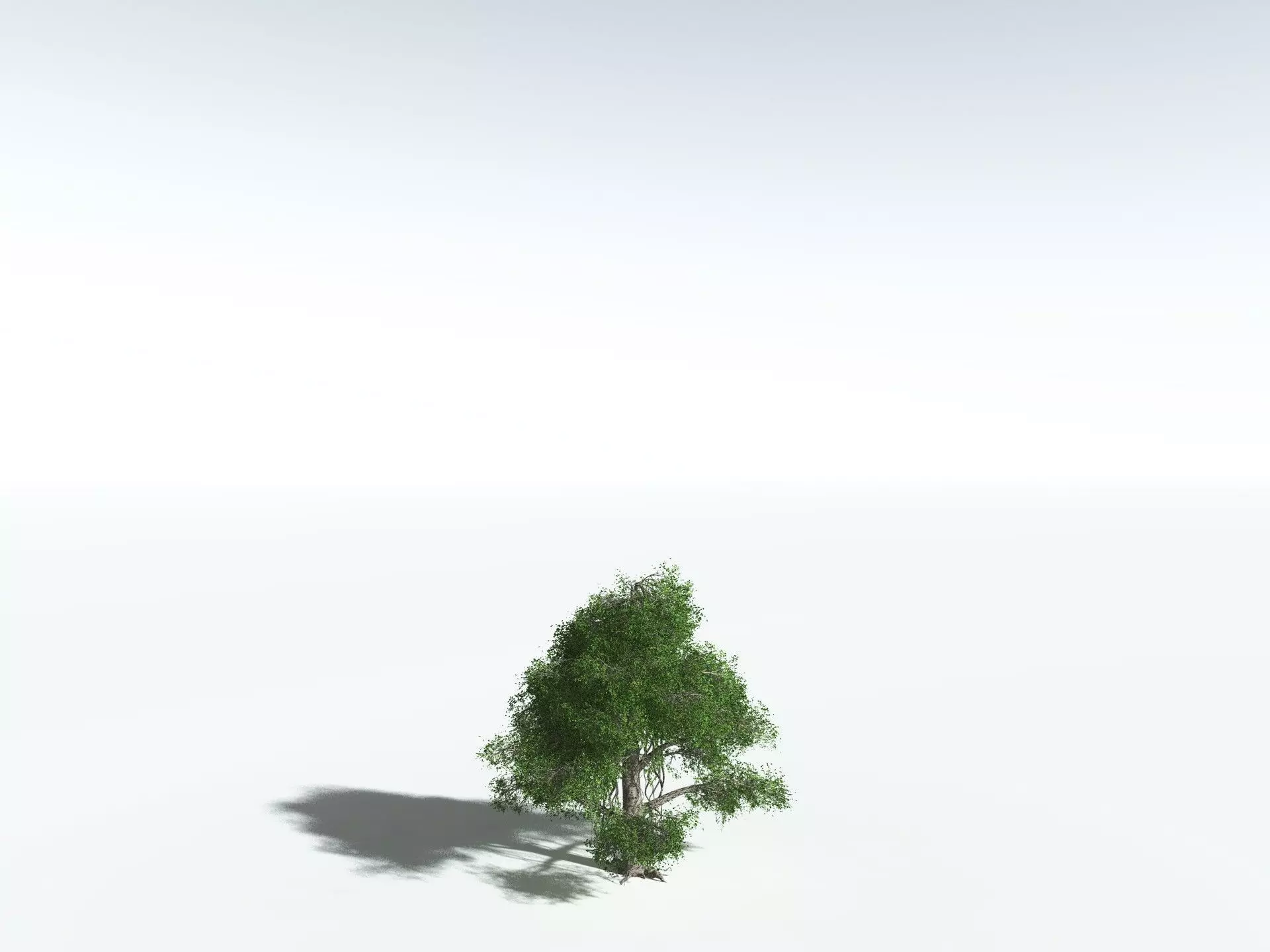 EVERYPlant Indian Rubber Tree 3D model_24