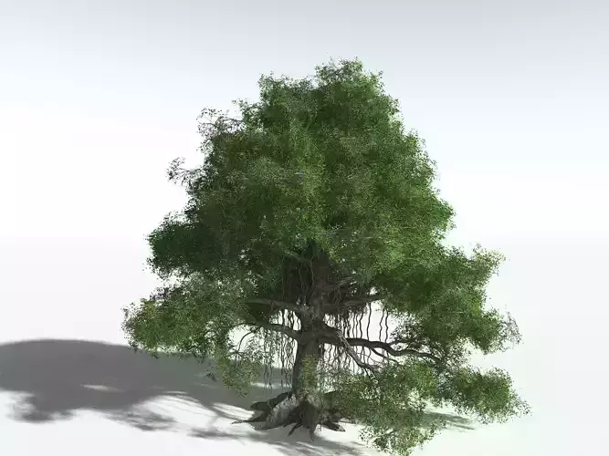 EVERYPlant Indian Rubber Tree -16 Models- 3D model
