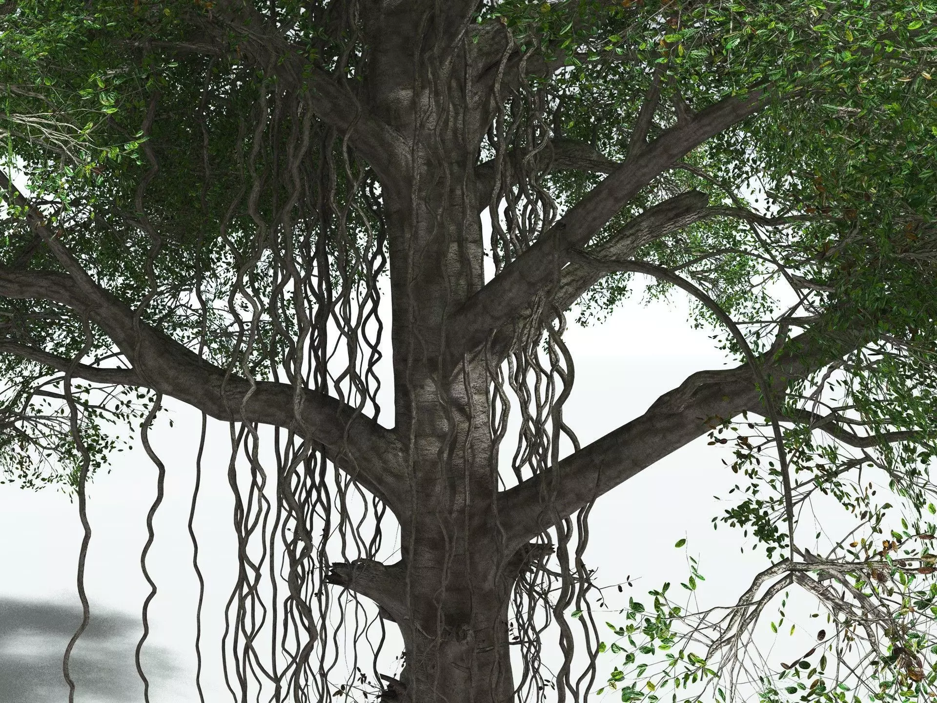 EVERYPlant Indian Rubber Tree 3D model_13