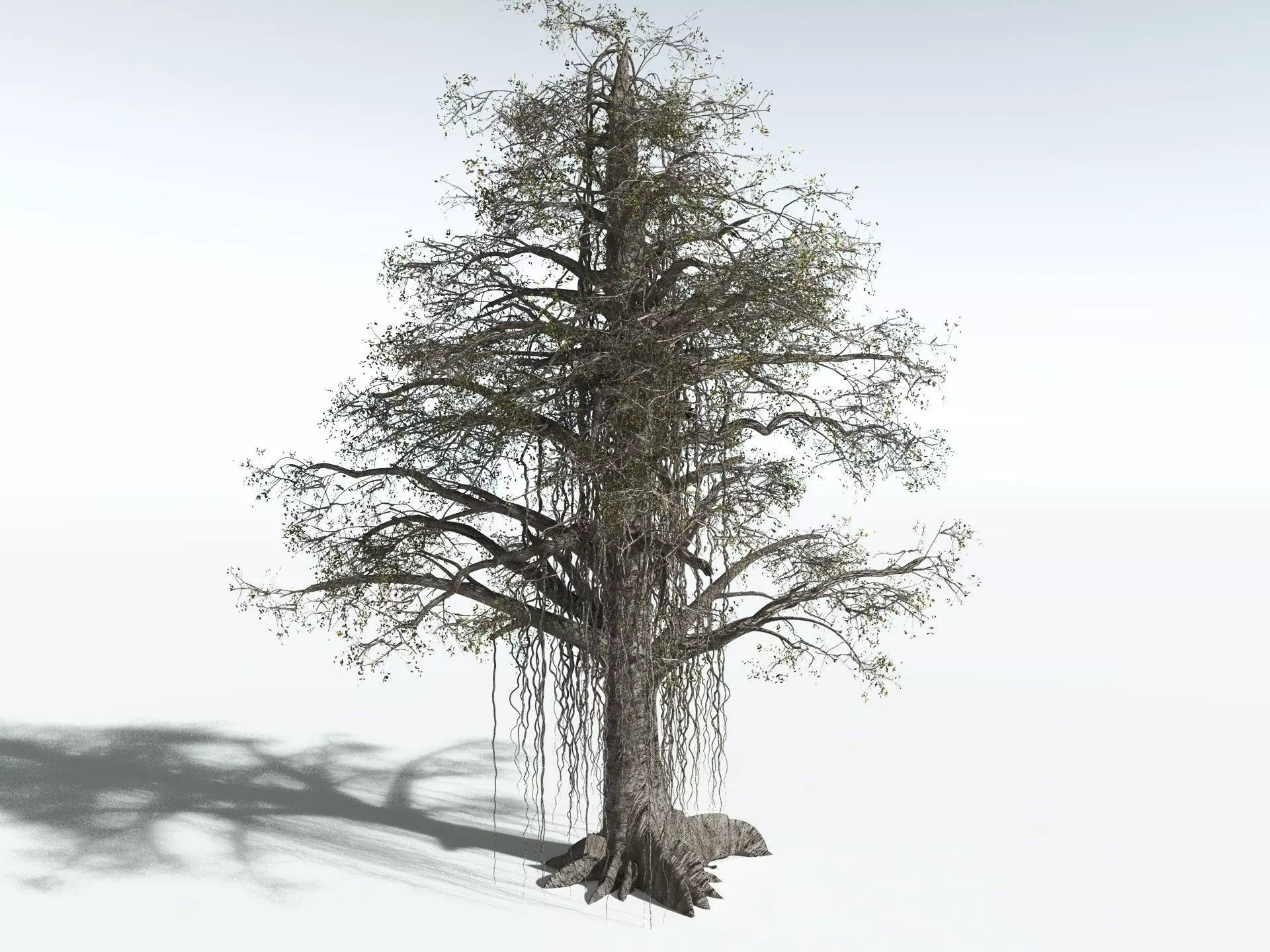 EVERYPlant Indian Rubber Tree 3D model_16