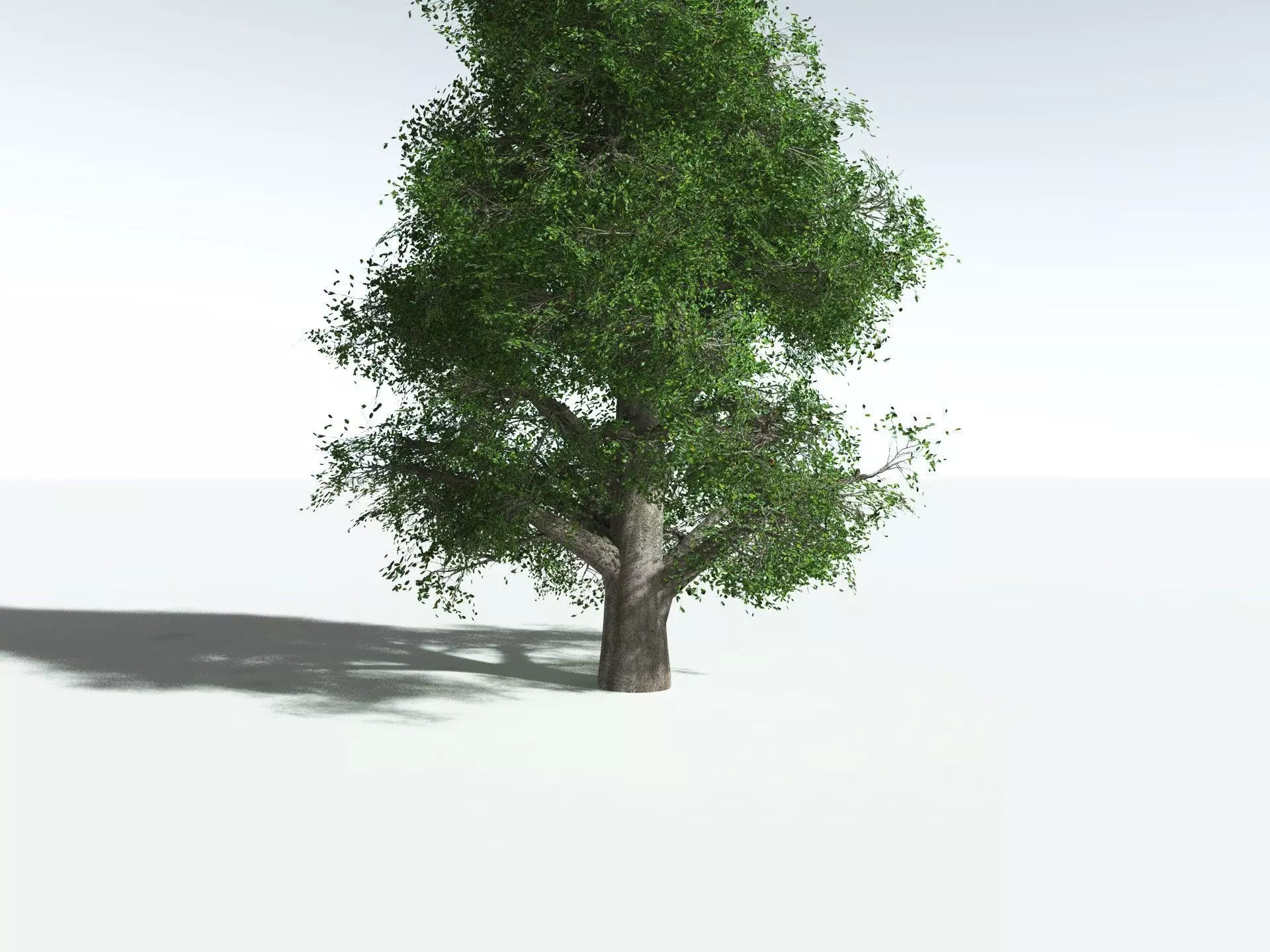 EVERYPlant Indian Rubber Tree 3D model_27