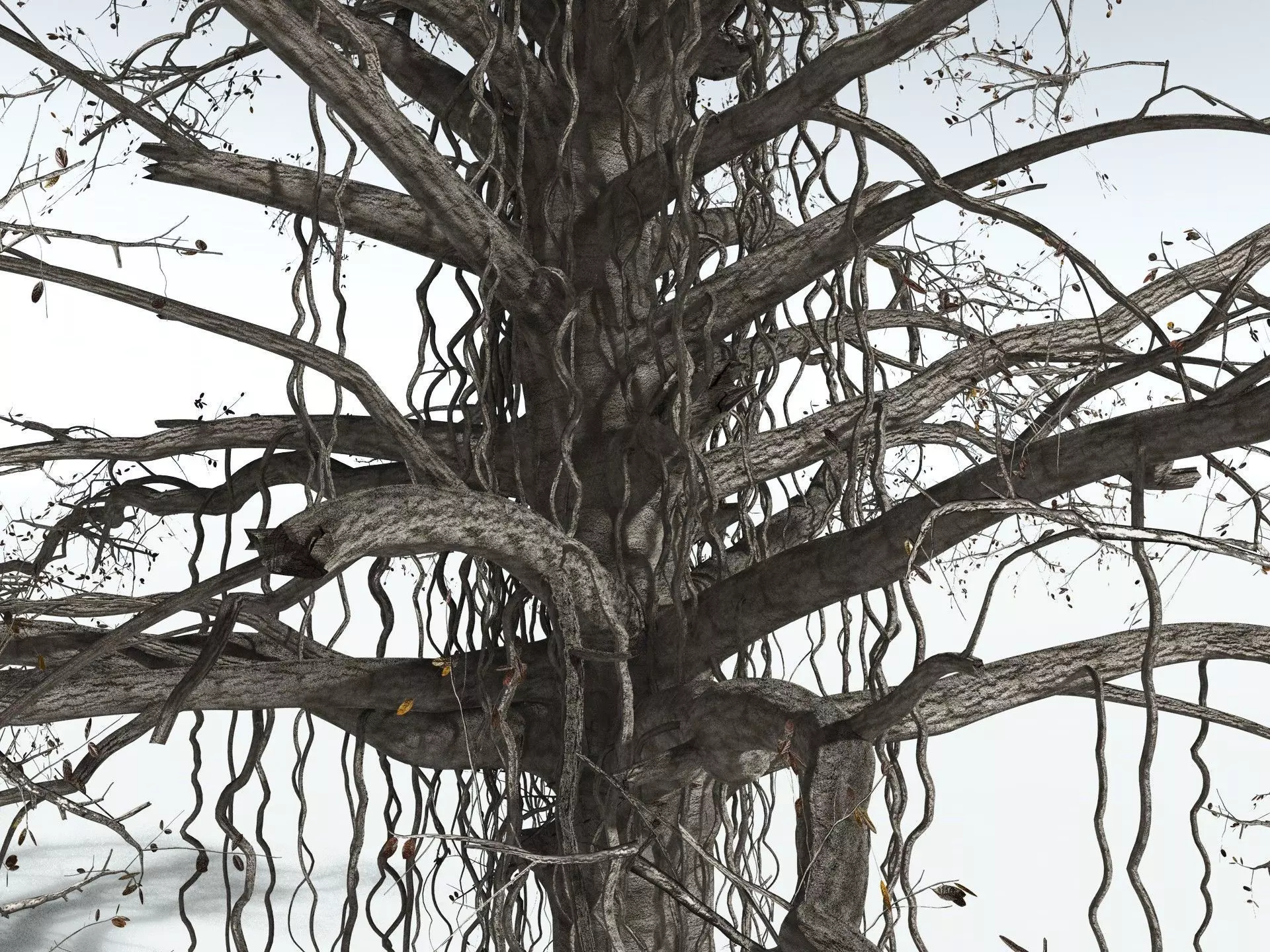 EVERYPlant Indian Rubber Tree 3D model_19