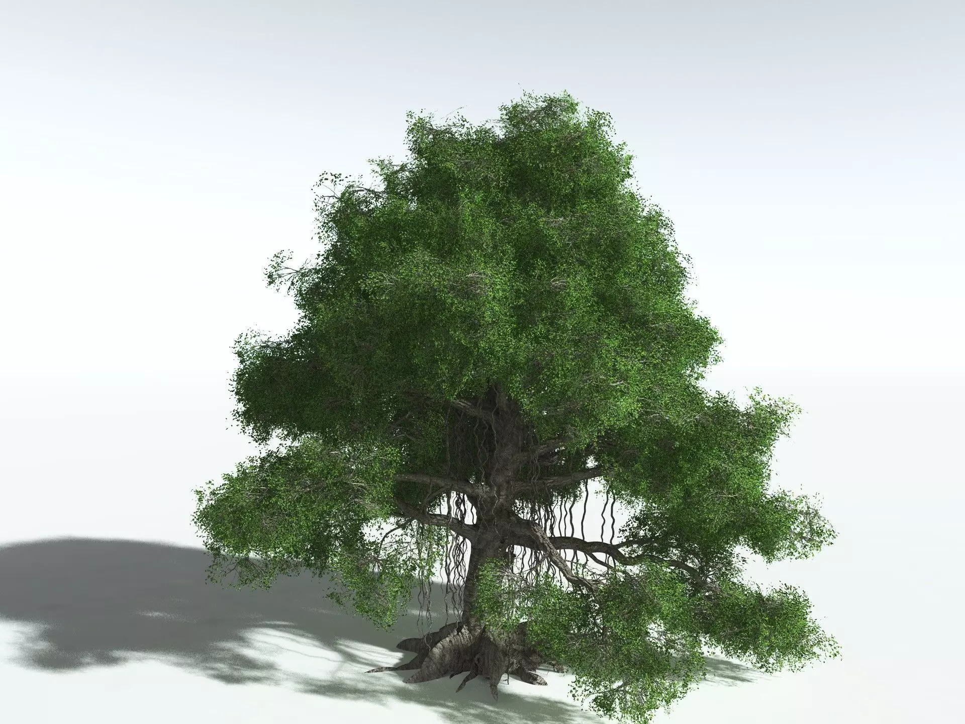 EVERYPlant Indian Rubber Tree 3D model_10