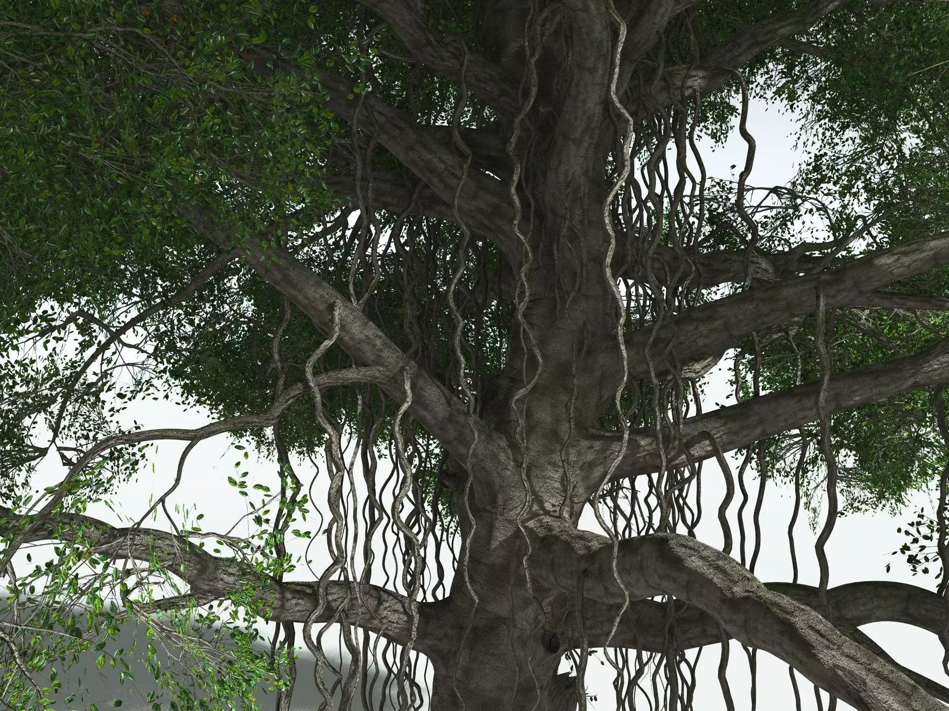 EVERYPlant Indian Rubber Tree 3D model_21