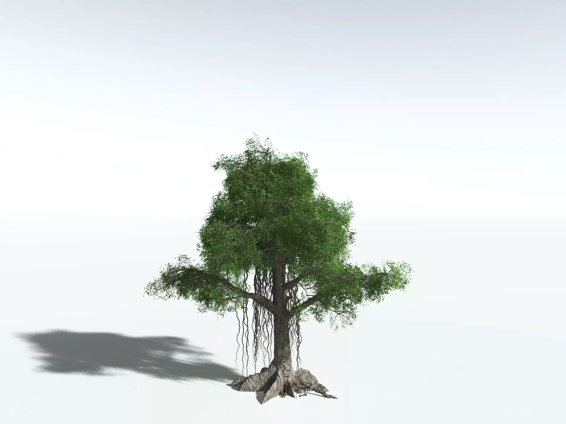 EVERYPlant Indian Rubber Tree 3D model_22