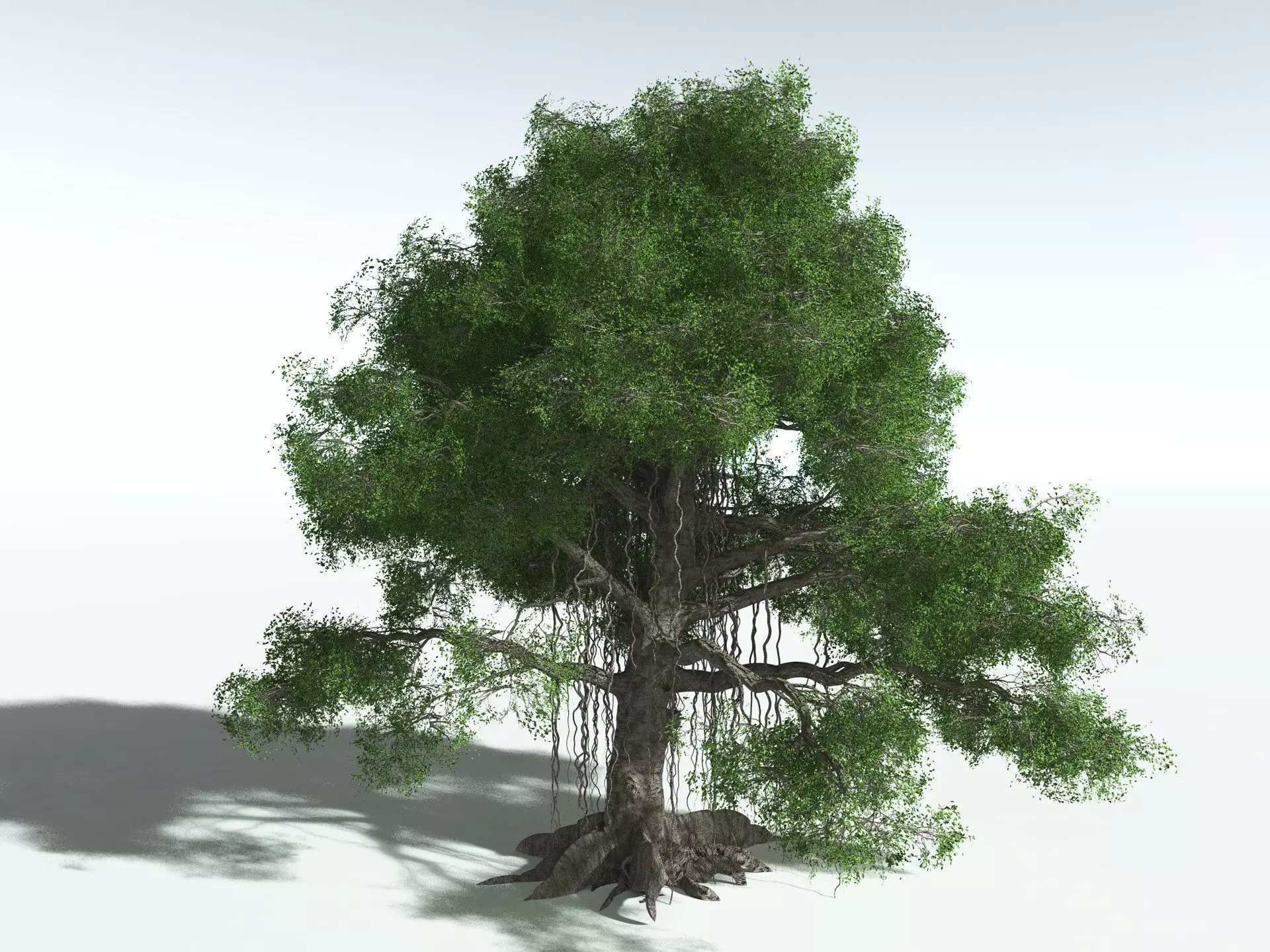 EVERYPlant Indian Rubber Tree 3D model_20