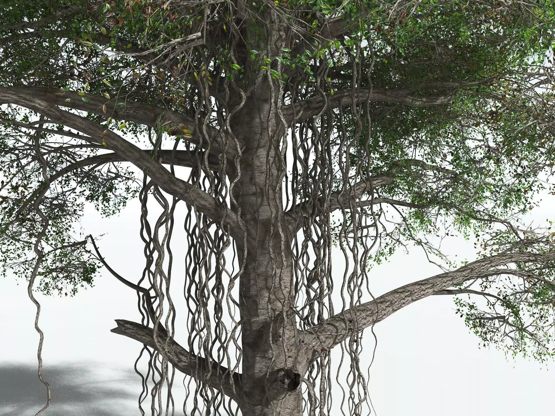 EVERYPlant Indian Rubber Tree 3D model_15