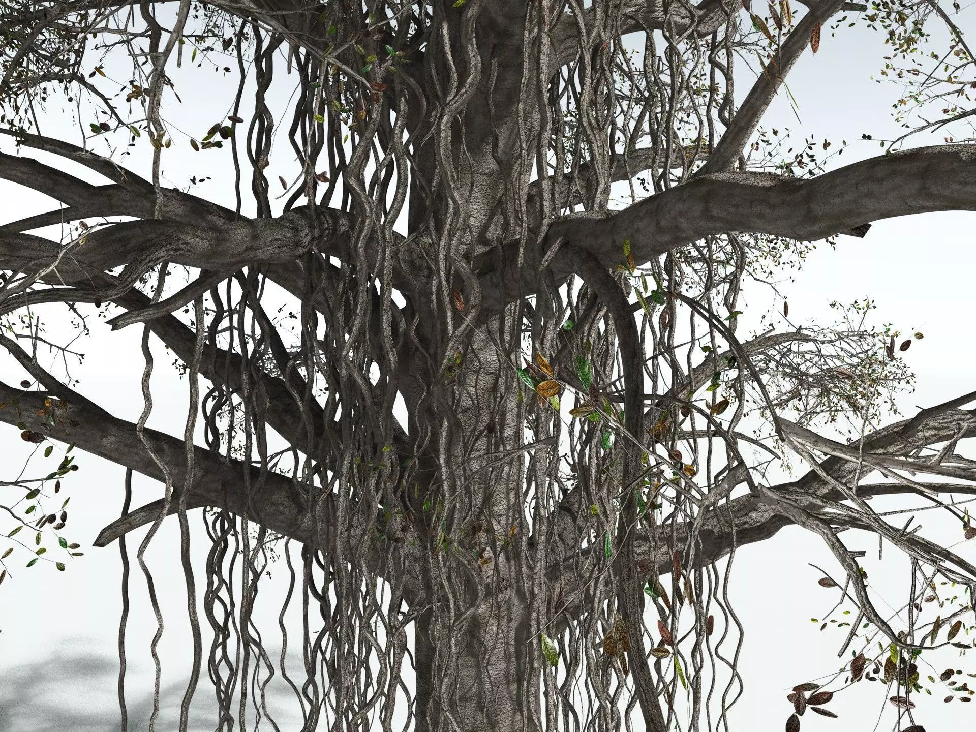 EVERYPlant Indian Rubber Tree 3D model_17