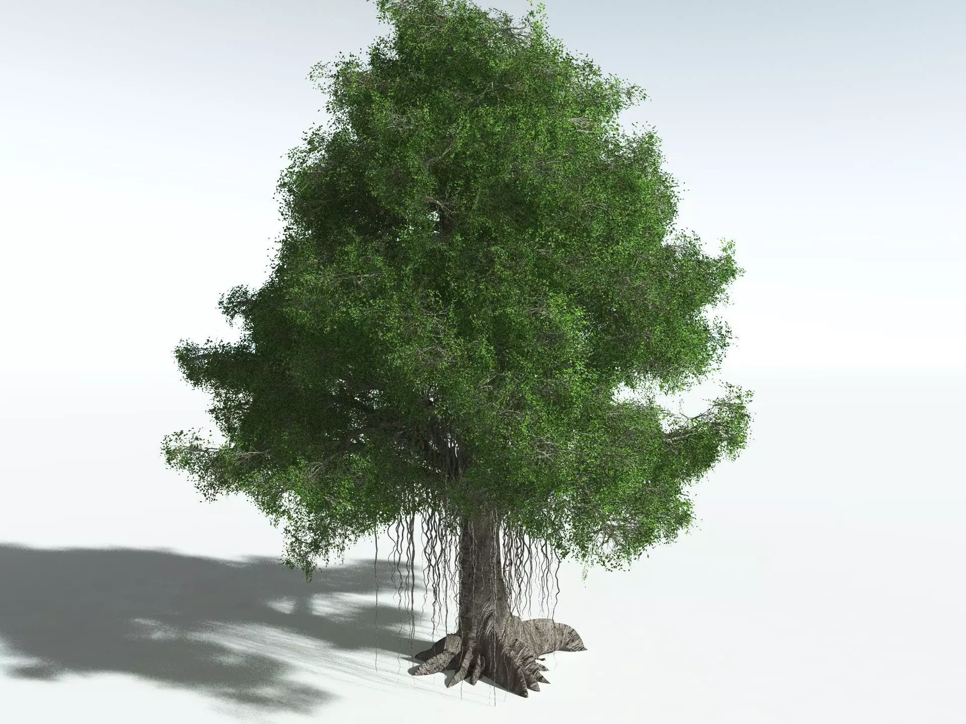 EVERYPlant Indian Rubber Tree 3D model_6