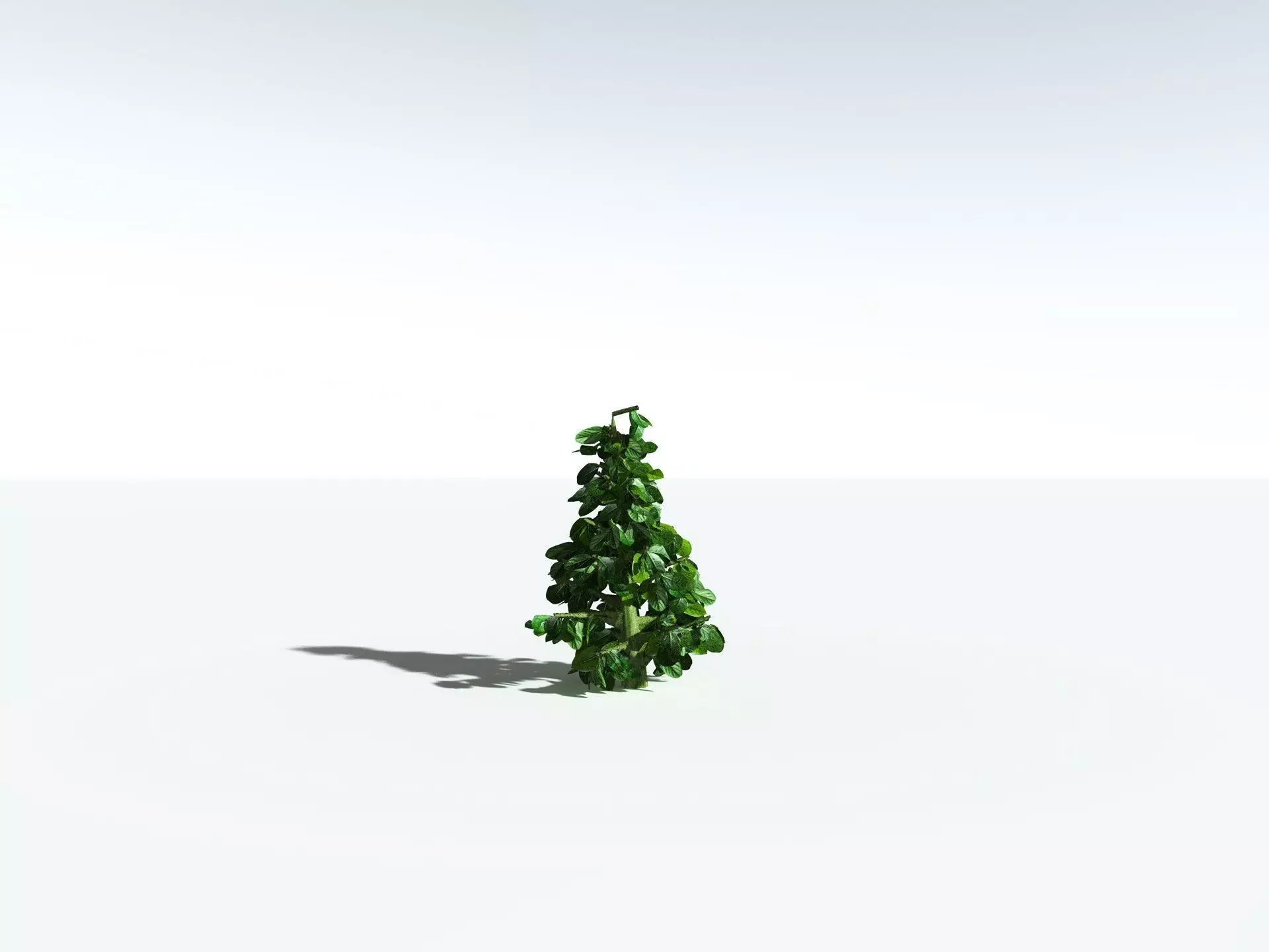 EVERYPlant Indian Rubber Tree 3D model_29