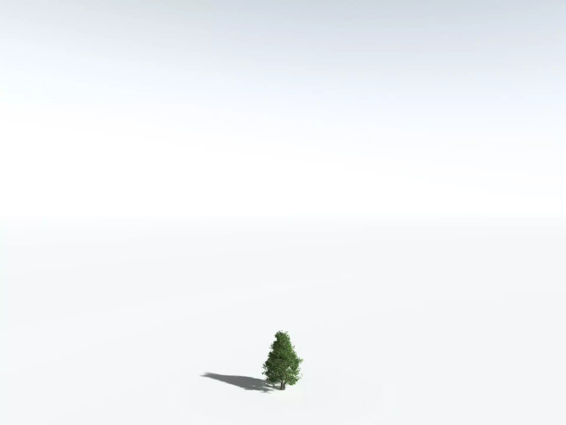 EVERYPlant Indian Rubber Tree 3D model_26