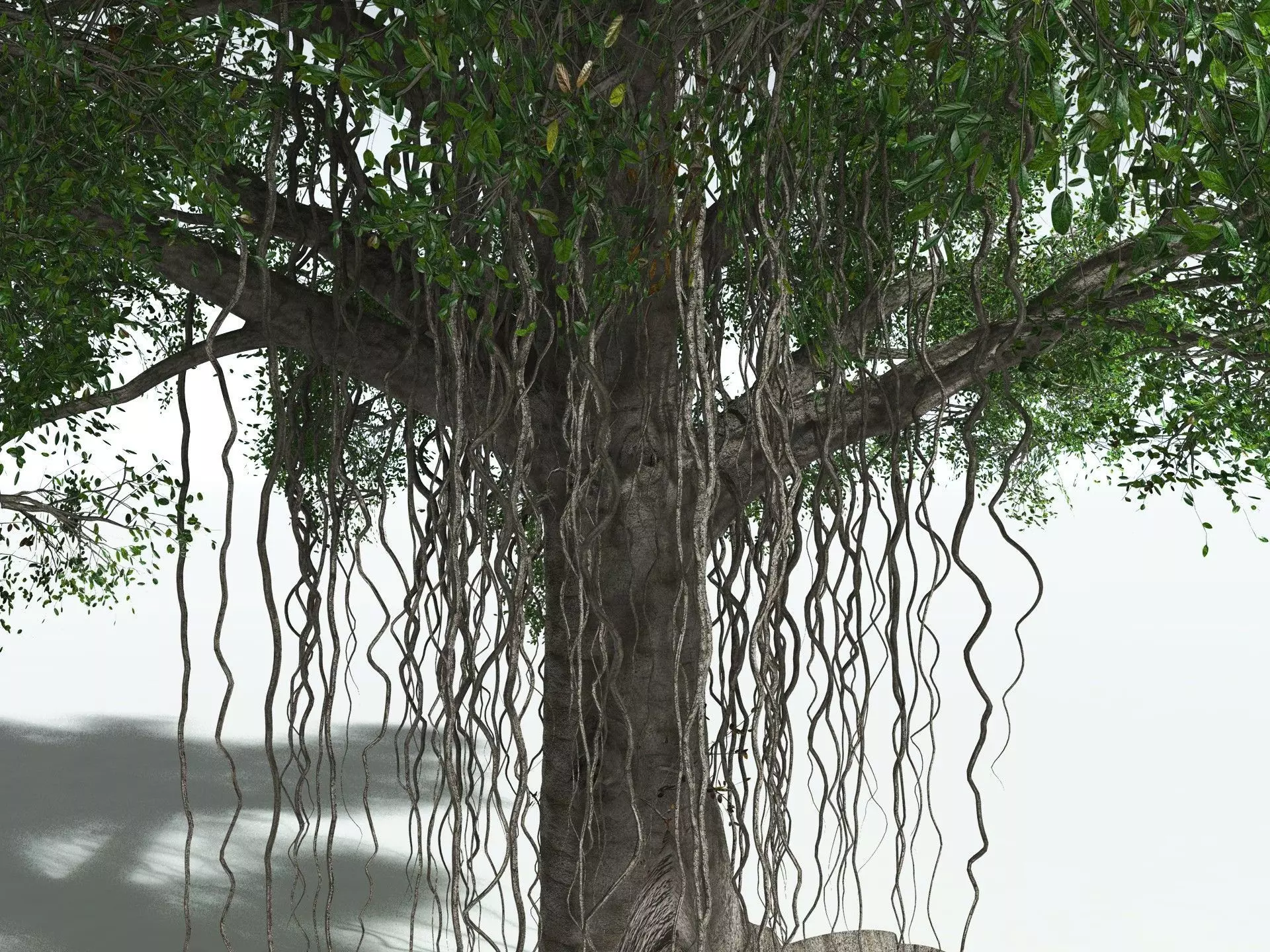 EVERYPlant Indian Rubber Tree 3D model_7