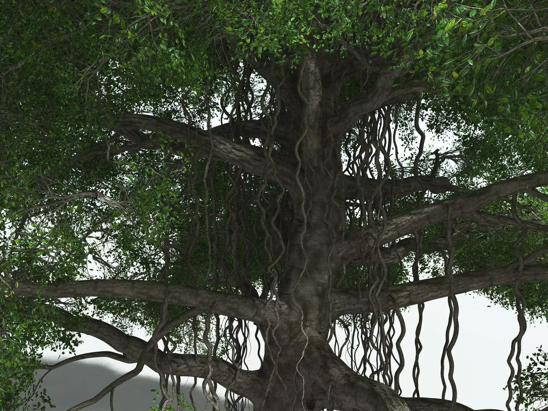 EVERYPlant Indian Rubber Tree 3D model_1