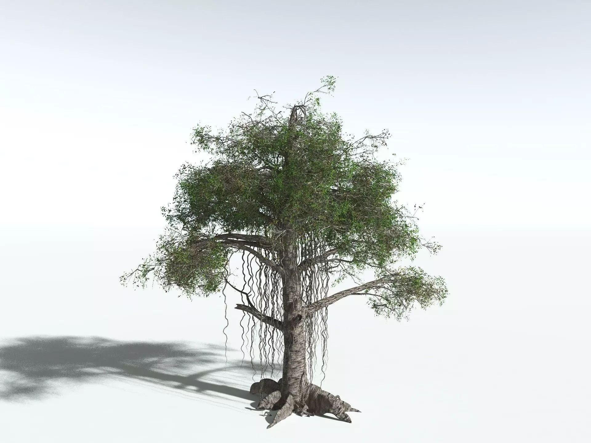 EVERYPlant Indian Rubber Tree 3D model_14