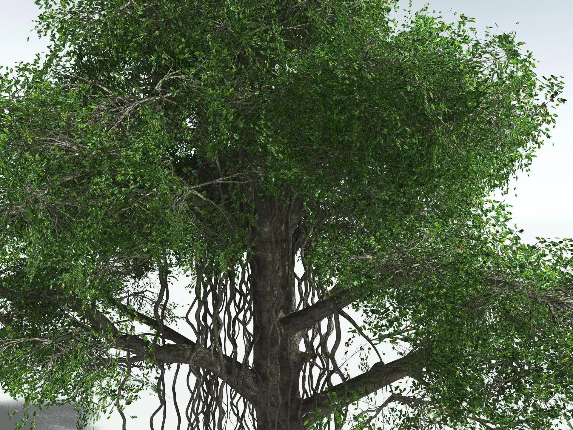 EVERYPlant Indian Rubber Tree 3D model_23