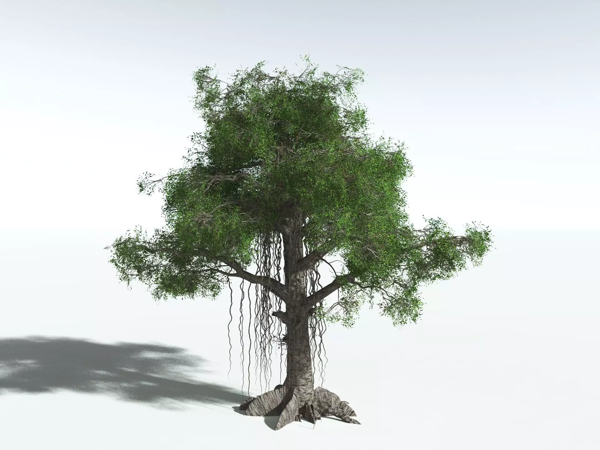 EVERYPlant Indian Rubber Tree 3D model_12