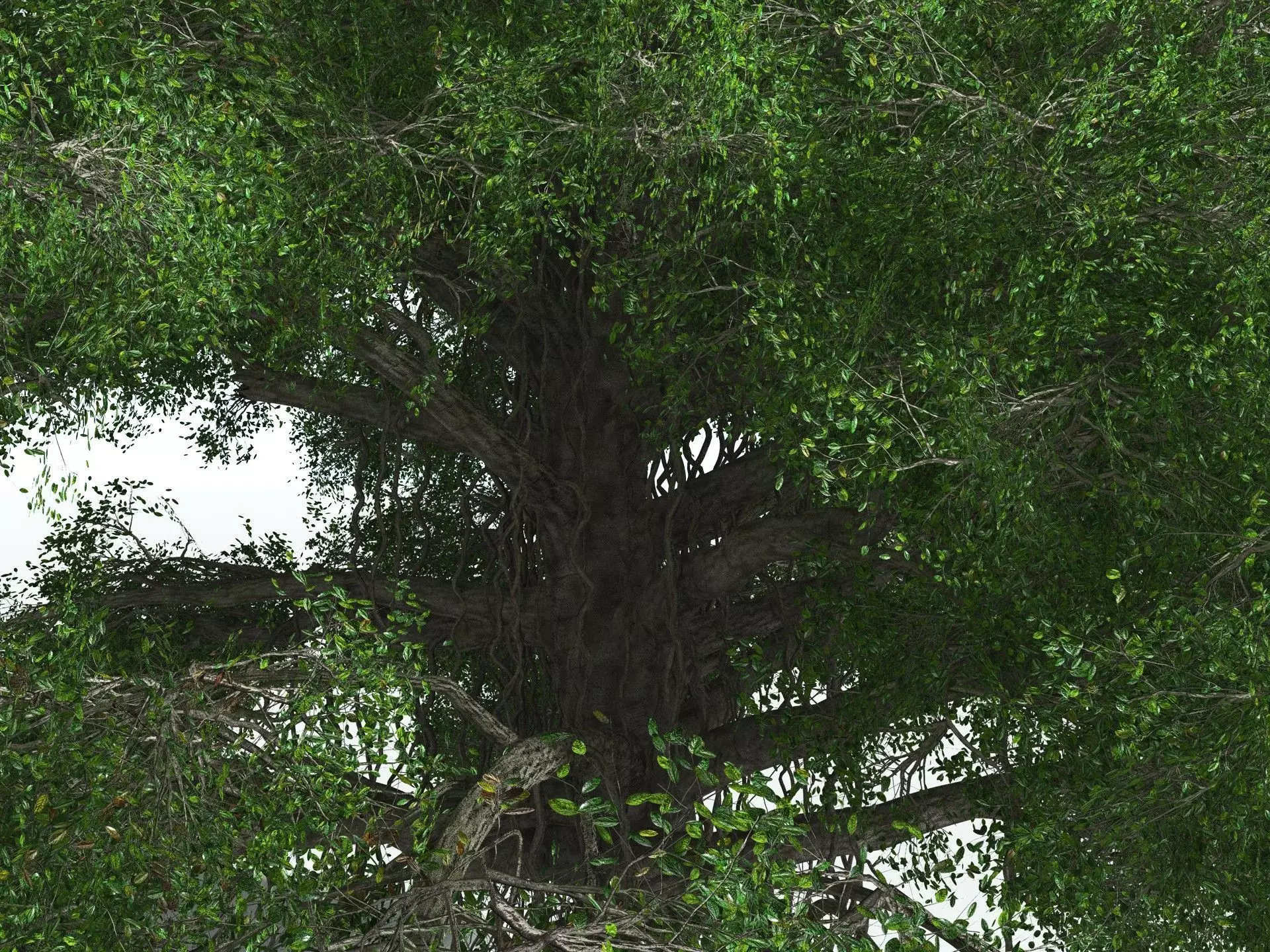 EVERYPlant Indian Rubber Tree 3D model_9