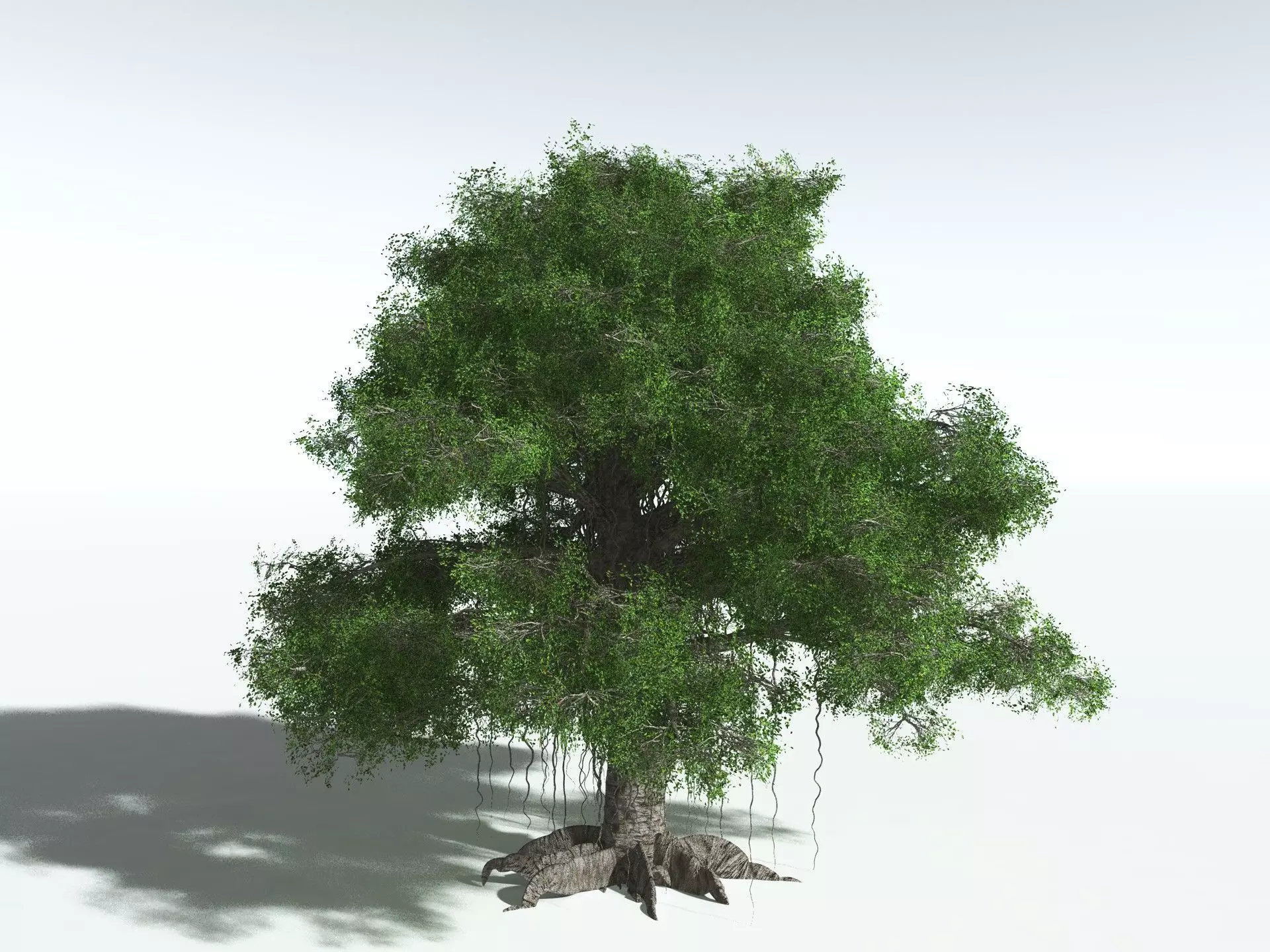 EVERYPlant Indian Rubber Tree 3D model_8