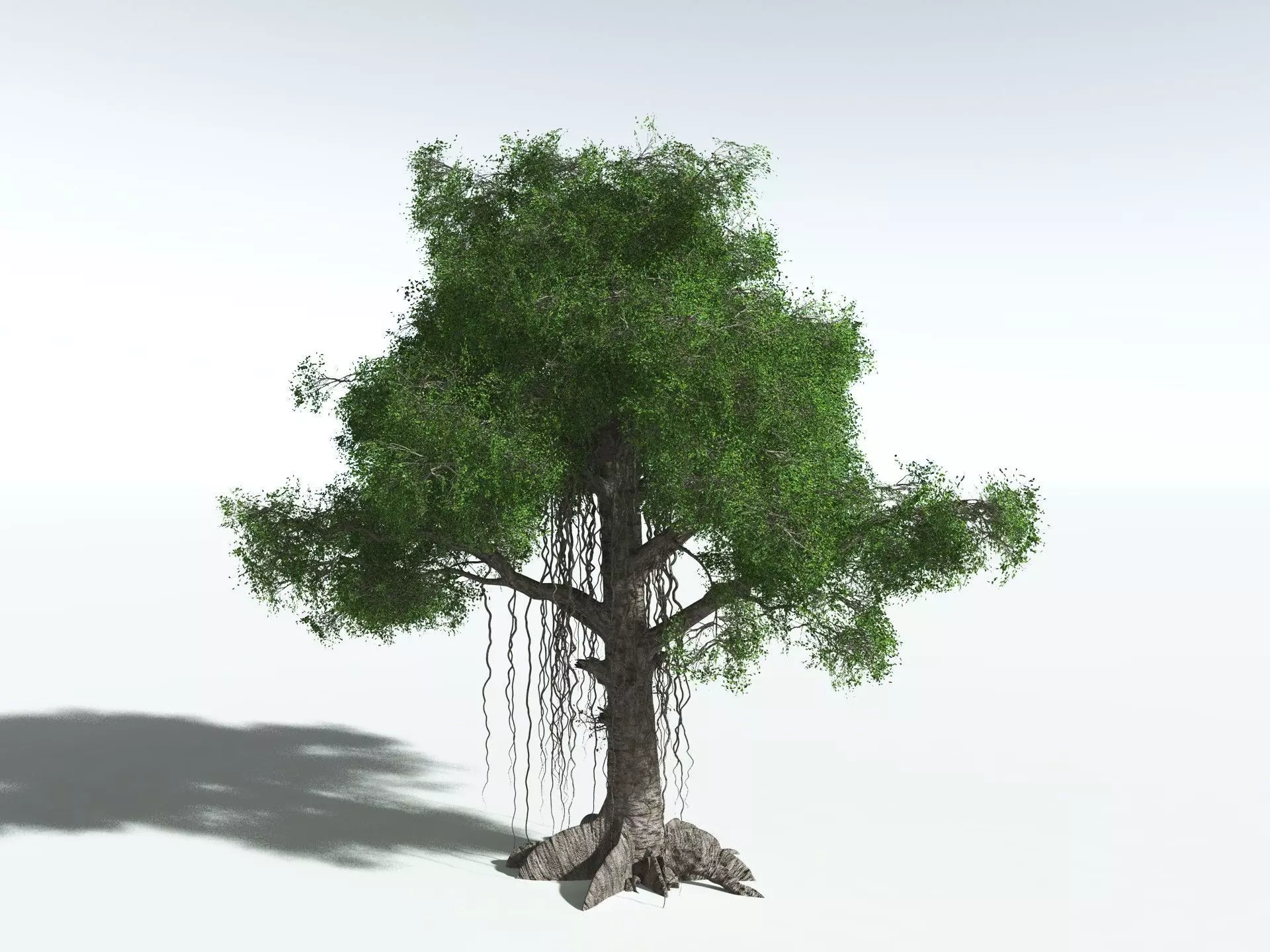 EVERYPlant Indian Rubber Tree 3D model_2