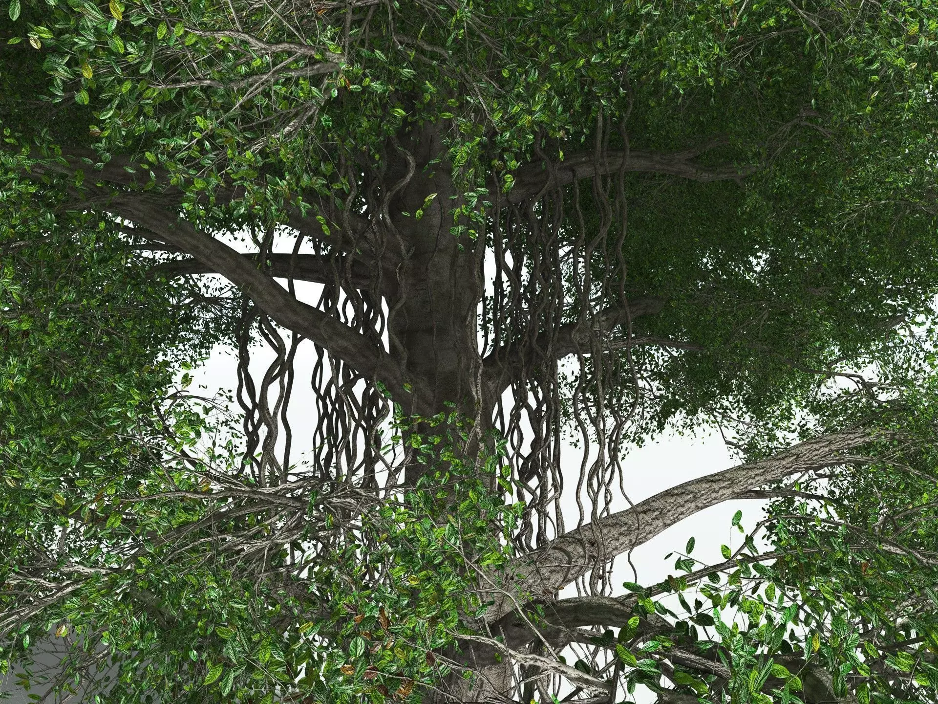 EVERYPlant Indian Rubber Tree 3D model_5