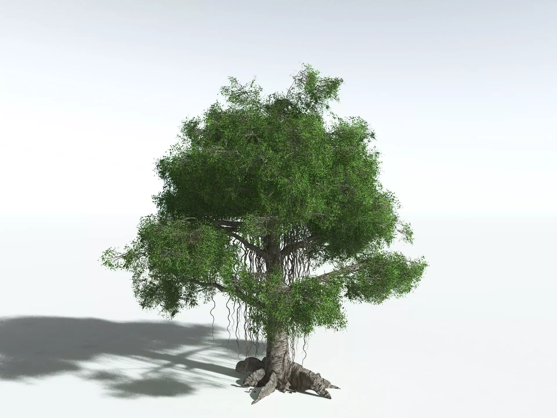 EVERYPlant Indian Rubber Tree 3D model_4
