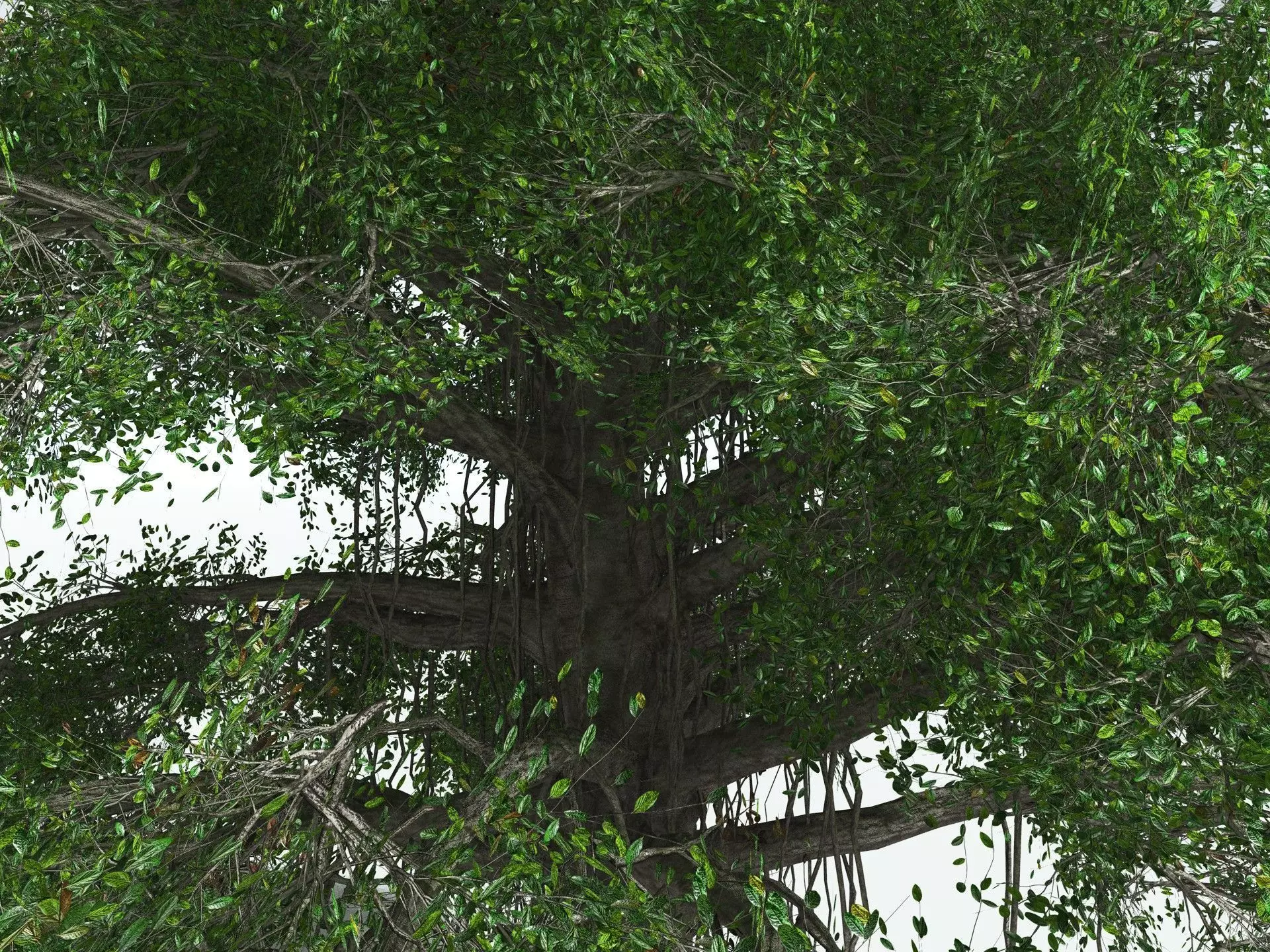 EVERYPlant Indian Rubber Tree LowPoly Low-poly 3D model_9