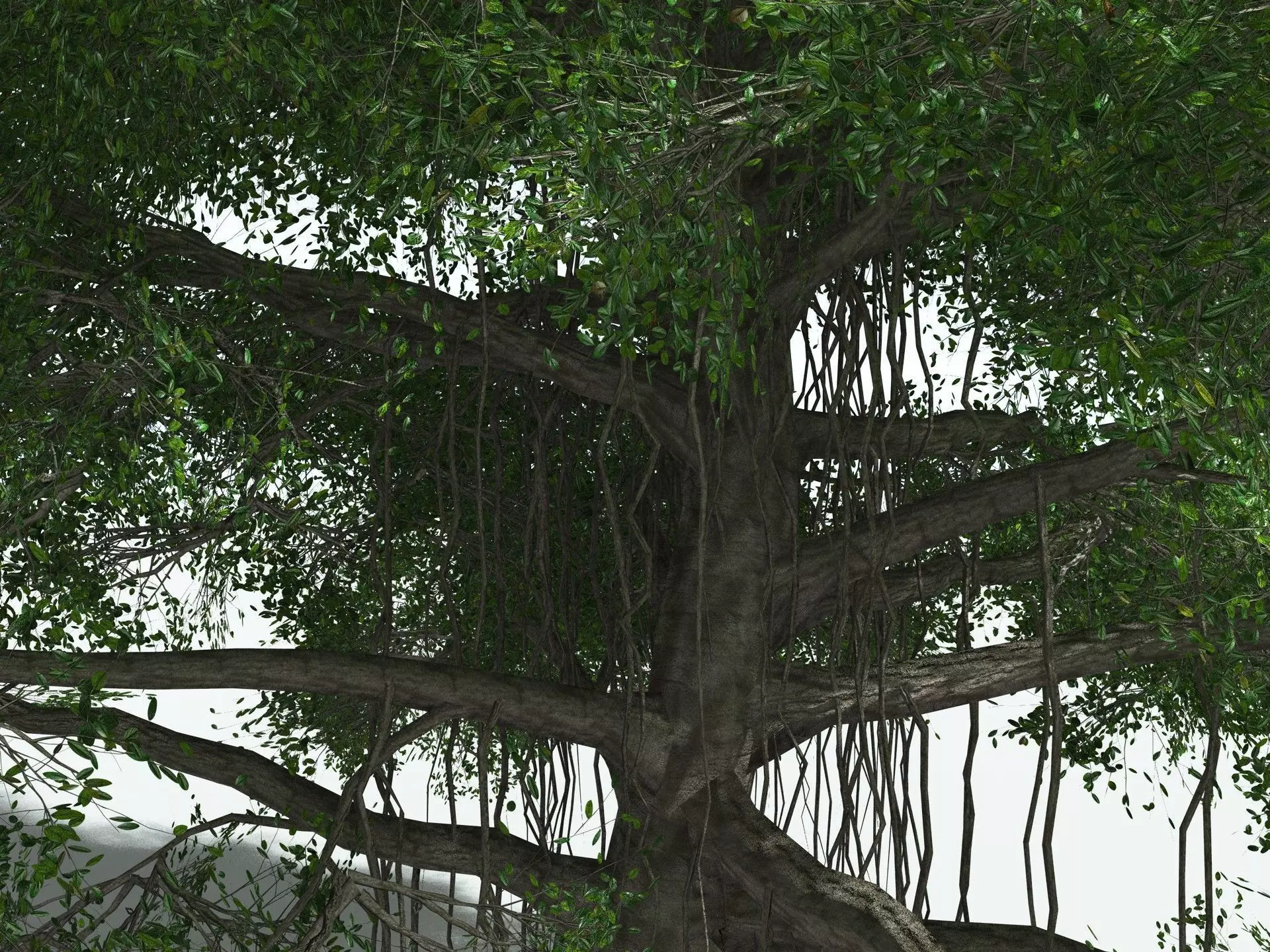 EVERYPlant Indian Rubber Tree LowPoly Low-poly 3D model_11