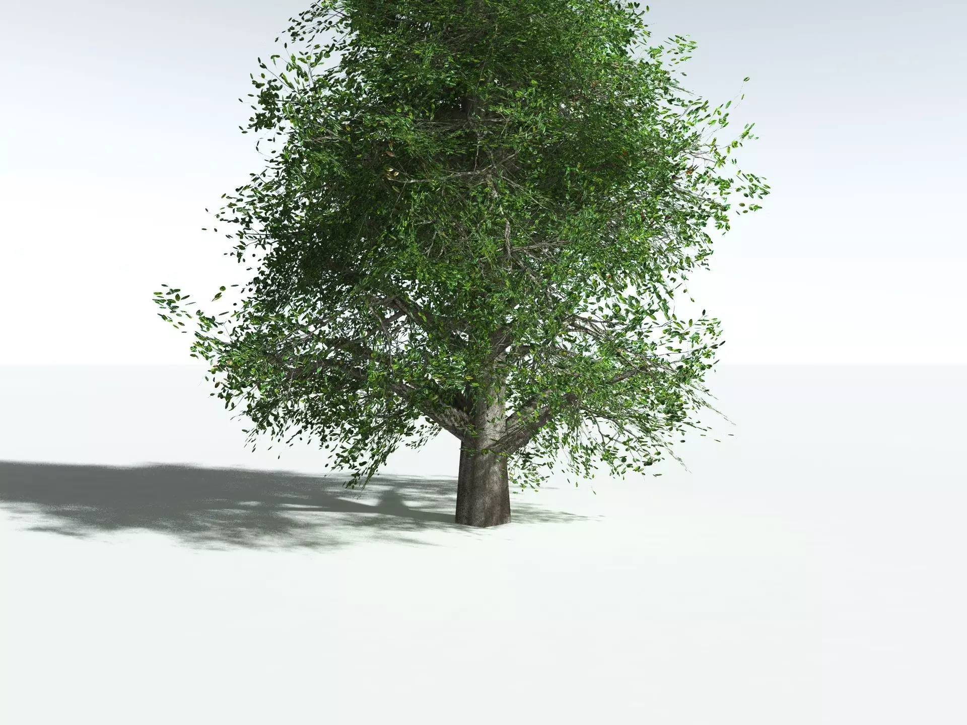 EVERYPlant Indian Rubber Tree LowPoly Low-poly 3D model_27