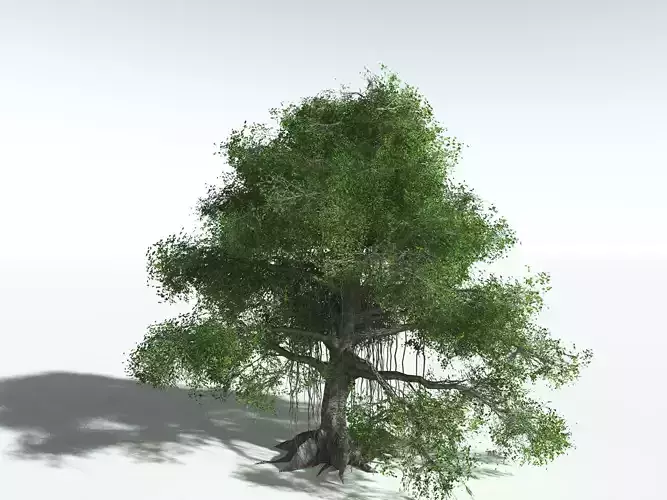 EVERYPlant Indian Rubber Tree LowPoly