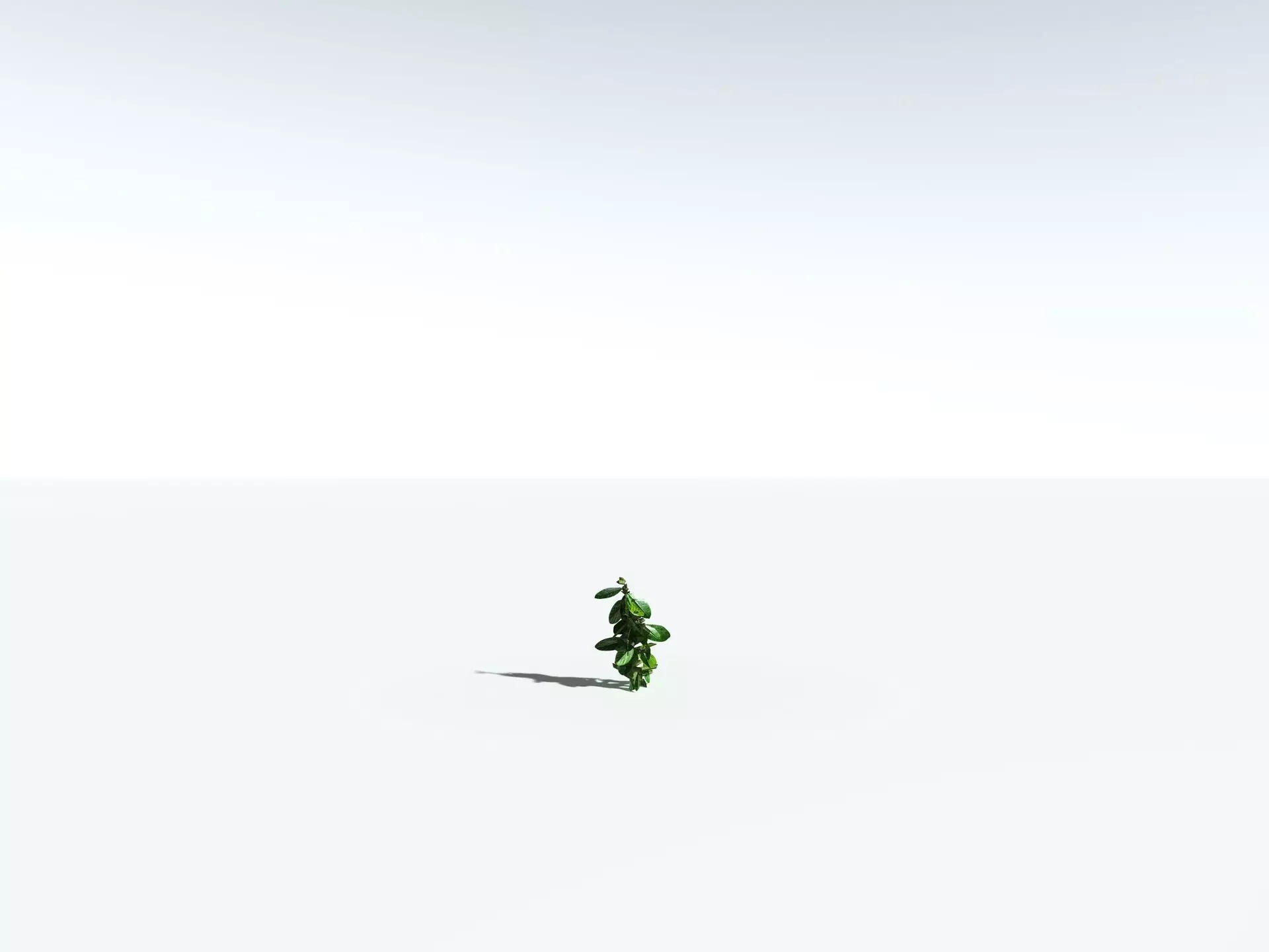 EVERYPlant Indian Rubber Tree LowPoly Low-poly 3D model_31