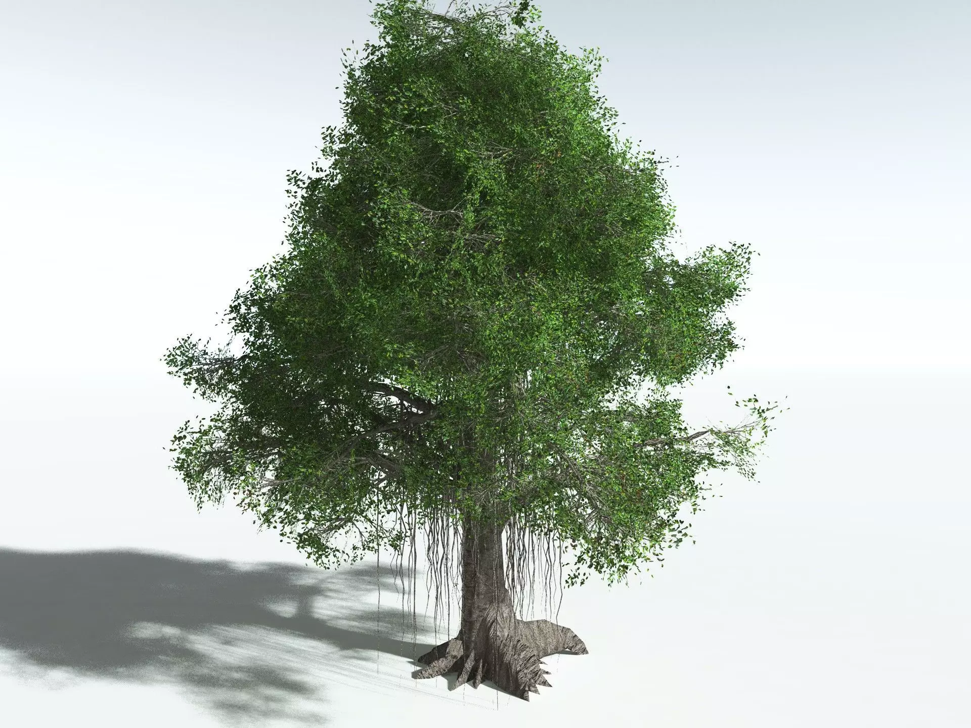 EVERYPlant Indian Rubber Tree LowPoly Low-poly 3D model_6