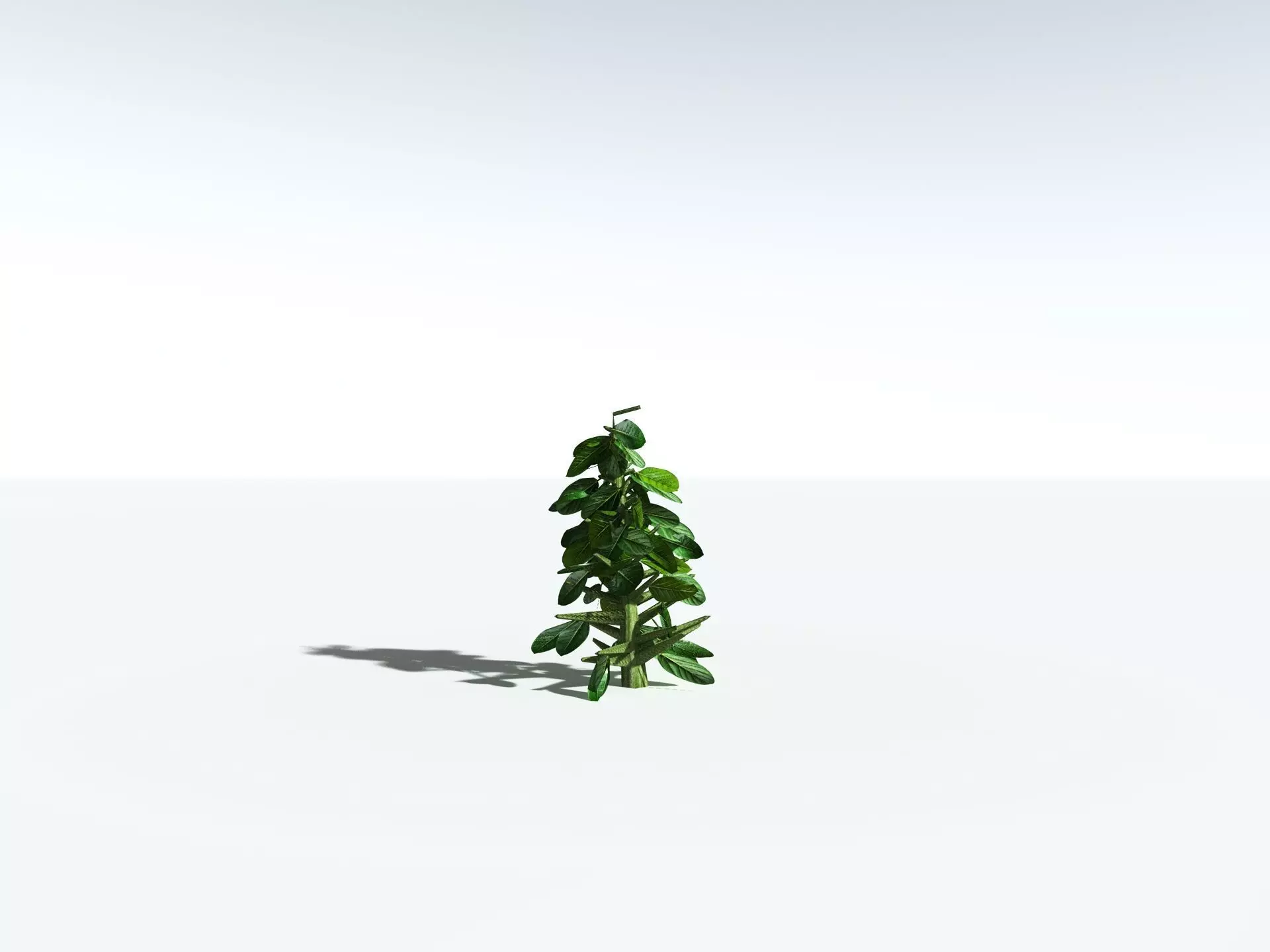 EVERYPlant Indian Rubber Tree LowPoly Low-poly 3D model_29