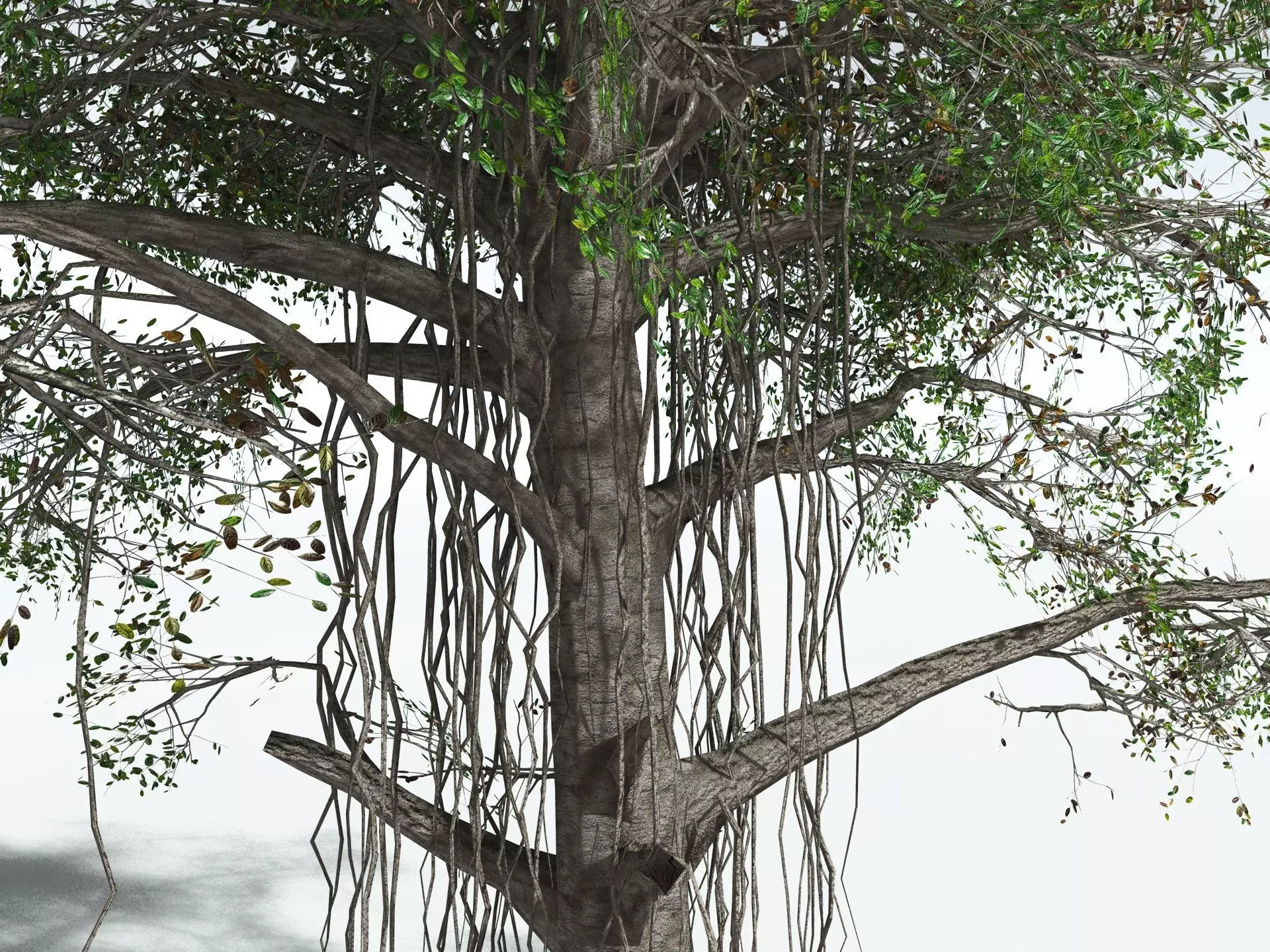 EVERYPlant Indian Rubber Tree LowPoly Low-poly 3D model_15