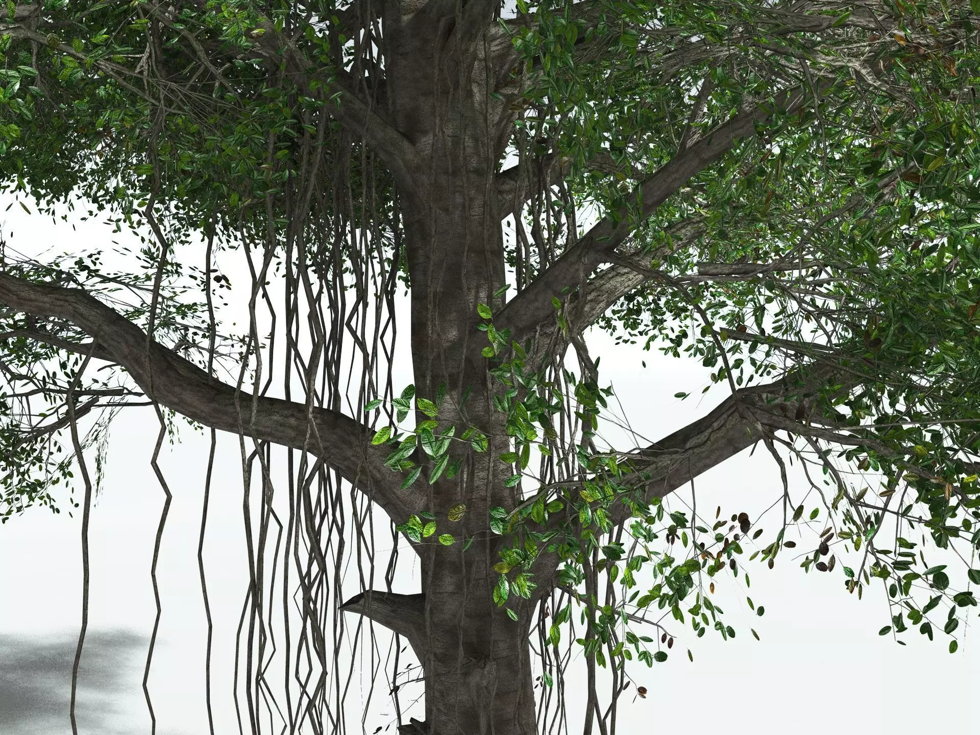 EVERYPlant Indian Rubber Tree LowPoly Low-poly 3D model_13