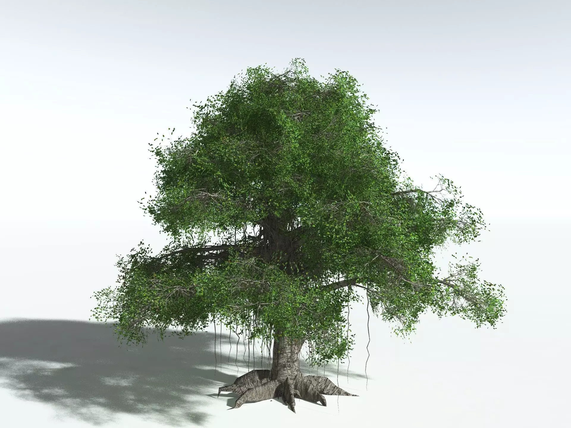 EVERYPlant Indian Rubber Tree LowPoly Low-poly 3D model_8