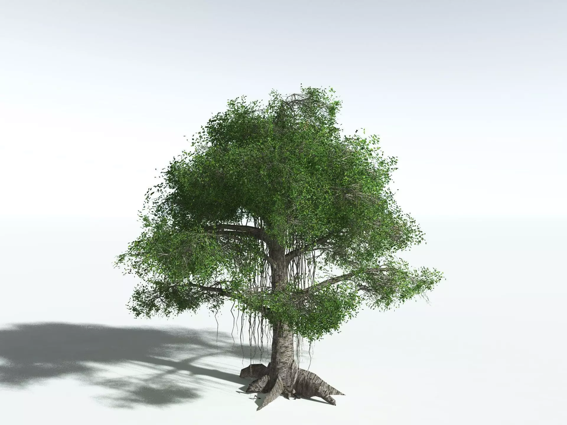 EVERYPlant Indian Rubber Tree LowPoly Low-poly 3D model_4