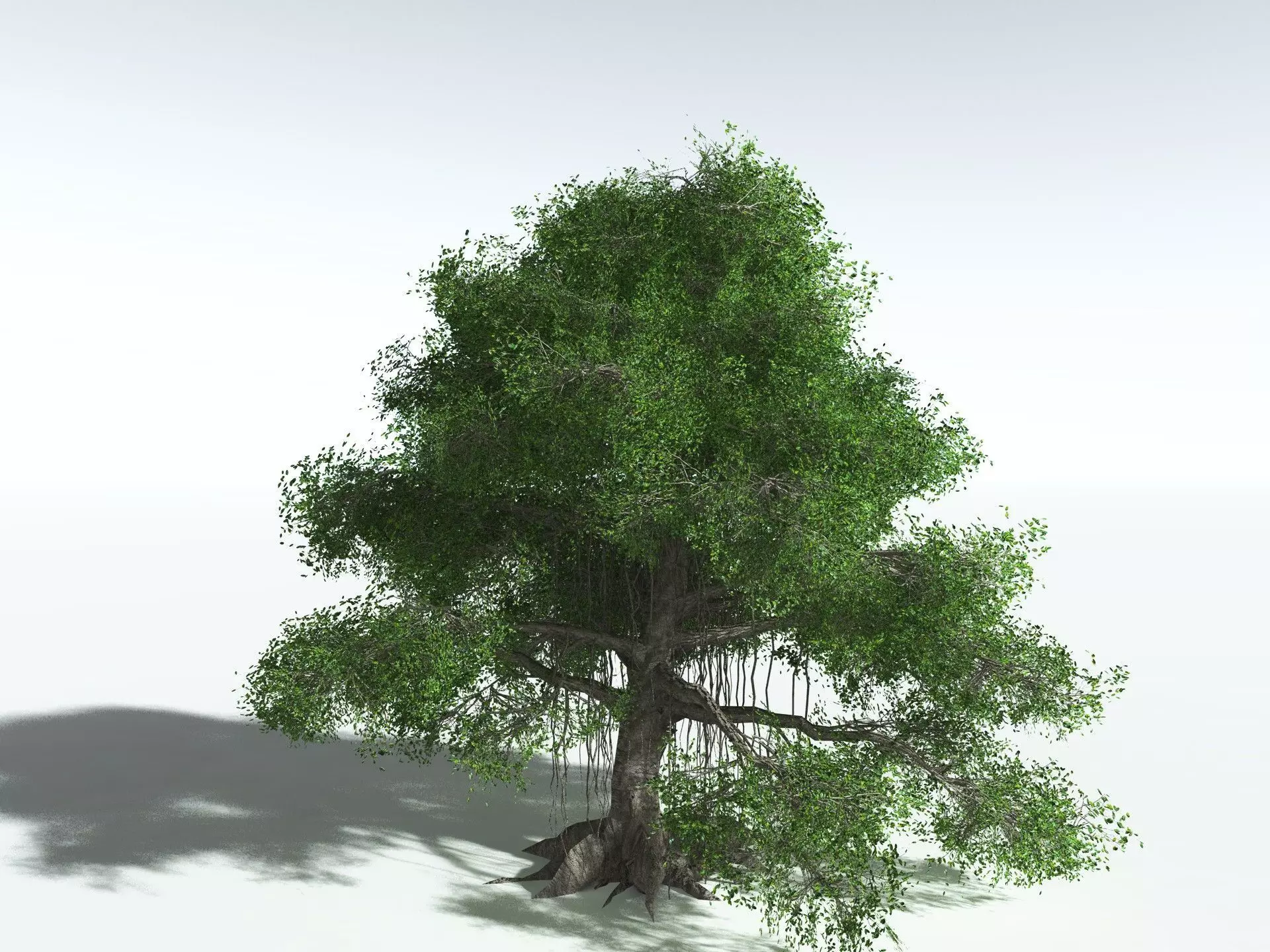 EVERYPlant Indian Rubber Tree LowPoly Low-poly 3D model_10